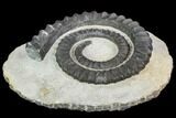 Devonian Ammonite (Anetoceras) - Morocco #110653-1